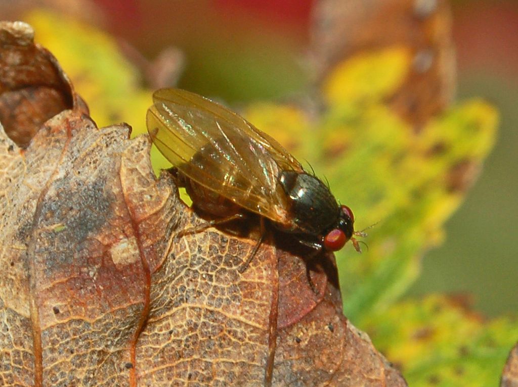 Una piccola mosca dalle lunghe ali: Calliopum sp(Lauxanidae)